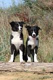 BORDER COLLIE 313